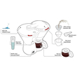 ΚΑΦΕΤΙΕΡΑ ΦΙΛΤΡΟΥ ΓΙΑ ΓΑΛΛΙΚΟ ΚΑΦΕ ARABICA 24V 300W 95CM ΜΕ ΔΟΣΟΜΕΤΡΗΤΗ 4/6 ΚΟΥΠΕΣ 0.65LT ΜΑΥΡΗ/INOX