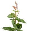GloboStar® Artificial Garden VITIS GRAPE TREE 20379 Τεχνητό Διακοσμητικό Φυτό Άμπελος Υ90cm