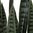 GloboStar® Artificial Garden DRACAENA TRIFASCIATA 20063 Τεχνητό Διακοσμητικό Φυτό Σανσεβιέρια Υ90cm