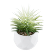 GloboStar® Artificial Garden SUCCULENT SENECIO 20997 Διακοσμητικό Φυτό Παχύφυτο Σενέκιο Υ12cm