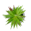 GloboStar® Artificial Garden AIR PLANT TILLANDSIA POTTED PLANT 21036 Διακοσμητικό Φυτό Τιλάντσια Φ12 x Υ15cm