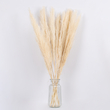 GloboStar® PAMPASGRASS 36507 Αποξηραμένο Φυτό Γρασίδι της Πάμπας - Μπουκέτο Διακοσμητικών Κλαδιών Μπεζ - Εκρού Υ80cm