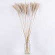 GloboStar® MISCANTHUS 36537 Αποξηραμένο Φυτό Μίσχανθος - Μπουκέτο Διακοσμητικών Κλαδιών Μπεζ Υ100cm