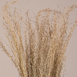 GloboStar® SILVERHAIRGRASS 36545 Αποξηραμένο Φυτό Ασημένια Χλόη - Μπουκέτο Διακοσμητικών Κλαδιών Μπεζ Υ60cm