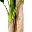GloboStar® Artificial Garden BANANA TREE 20018 - Τεχνητό Διακοσμητικό Φυτό Μπανανιά - Μπανανόδεντρο Υ240cm
