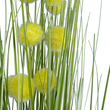GloboStar® Artificial Garden CRASPEDIA GRASS 20112 Τεχνητό Διακοσμητικό Φυτό Κρασπέδια Υ150cm