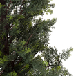 GloboStar® Artificial Garden LEMON CYPRESS 20153 Τεχνητό Διακοσμητικό Φυτό Λεμονόκυπάρισσο Υ180cm