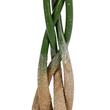 GloboStar® Artificial Garden PACHIRA GLABRA 20426 Τεχνητό Διακοσμητικό Φυτό Παχίρα της Τύχης Υ120cm
