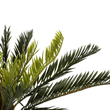 GloboStar® Artificial Garden CYCADS 21474 Τεχνητό Διακοσμητικό Φυτό Κύκας Υ42cm