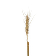 GloboStar® Artificial Garden REAL DRIED WHEAT GRASS 21488 Τεχνητό Διακοσμητικό Κλαδί Σιταριού Y30cm