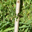 TOP GARDEN Ψαλίδι μπολιάσματος κιτ 377105