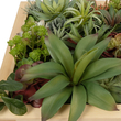 GloboStar® Artificial Garden VARIOUS PLANT 20642 Τεχνητό Διακοσμητικό Φυλλωσιάς σε Ξύλινο Πάνελ  - Κάθετος Κήπος Μιξ Μ60 x Π60 x Υ20cm