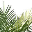 GloboStar® Artificial Garden PALM TREE 21153 Τεχνητό Διακοσμητικό Δέντρο Φοίνικας Μ100 x Π50 x Υ90cm