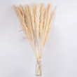 GloboStar® PAMPASGRASS 36509 Αποξηραμένο Φυτό Γρασίδι της Πάμπας - Μπουκέτο Διακοσμητικών Κλαδιών Μπεζ - Εκρού Υ120cm - Σετ 5 τμχ