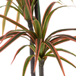 GloboStar® Artificial Garden DRAGON BLOOD TREE 20371 - Τεχνητό Διακοσμητικό Φυτό Δράκαινα Υ220cm