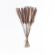 GloboStar® Artificial Garden REAL DRIED BROWN PAMPAS GRASS BUNCH 21215 Αποξηραμένο Διακοσμητικό Μπουκέτο Pampas Kάφε Y50cm - Σετ 15 τμχ