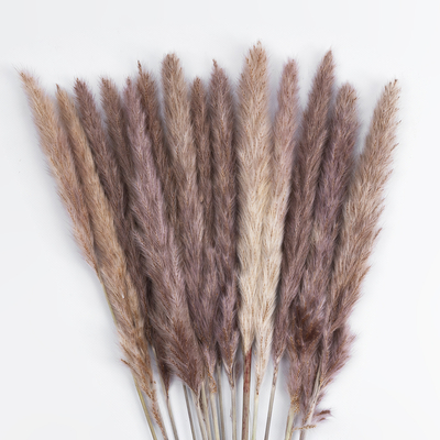 GloboStar® Artificial Garden REAL DRIED BROWN PAMPAS GRASS BUNCH 21215 Αποξηραμένο Διακοσμητικό Μπουκέτο Pampas Kάφε Y50cm