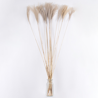 GloboStar® MISCANTHUS 36539 Αποξηραμένο Φυτό Μίσχανθος - Μπουκέτο Διακοσμητικών Κλαδιών Μπεζ Υ140cm