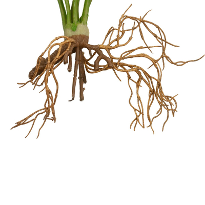 GloboStar® Artificial Garden BEGONIA LEAVES ROOTED 21489 Τεχνητό Διακοσμητικό Φυτό Πολύχρωμη Βιγόνια Μ25 x Π14 x Υ35cm