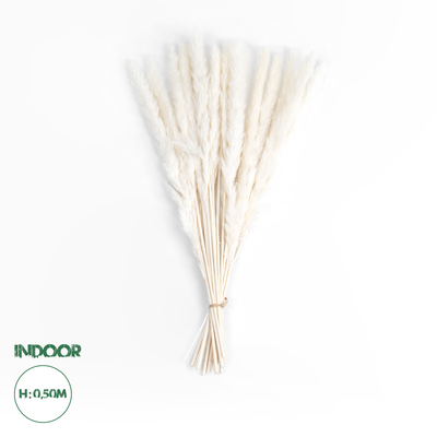 GloboStar® Artificial Garden REAL DRIED BEIGE PAMPAS GRASS BUNCH 21216 Αποξηραμένο Διακοσμητικό Μπουκέτο Pampas Μπέζ Y50cm - Σετ 15 τμχ