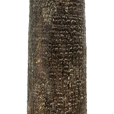 GloboStar® Artificial Garden PLANT PALM TREE 21055 Διακοσμητικό Δέντρο Φοίνικα  Φ240 x Υ400cm