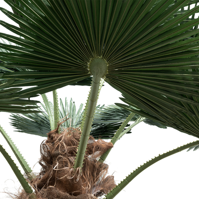 GloboStar® Artificial Garden PLANT PALM TREE 21057 Διακοσμητικό Δέντρο Φοίνικα  Φ240 x Υ600cm