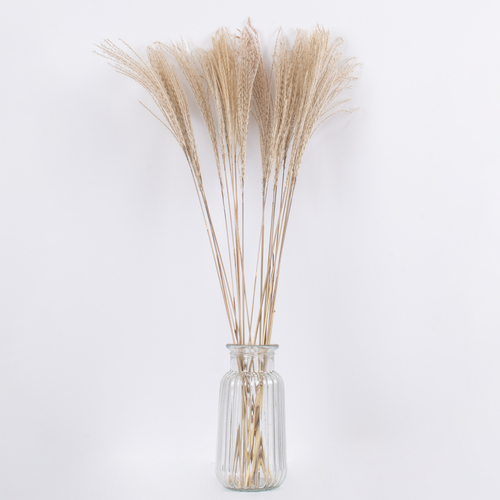 GloboStar® MISCANTHUS 36536 Αποξηραμένο Φυτό Μίσχανθος - Μπουκέτο Διακοσμητικών Κλαδιών Μπεζ Υ80cm