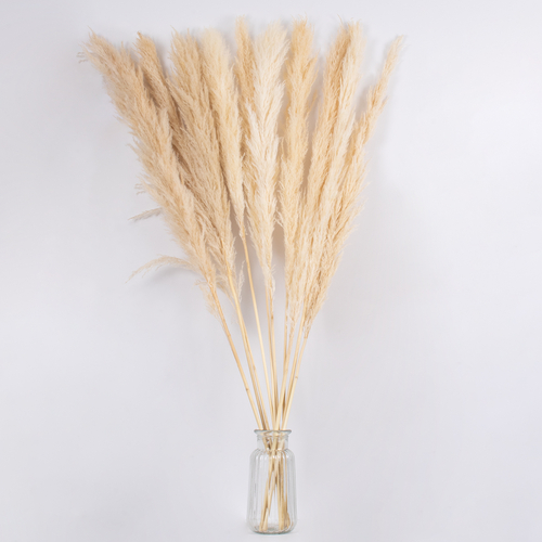 GloboStar® PAMPASGRASS 36509 Αποξηραμένο Φυτό Γρασίδι της Πάμπας - Μπουκέτο Διακοσμητικών Κλαδιών Μπεζ - Εκρού Υ120cm - Σετ 5 τμχ