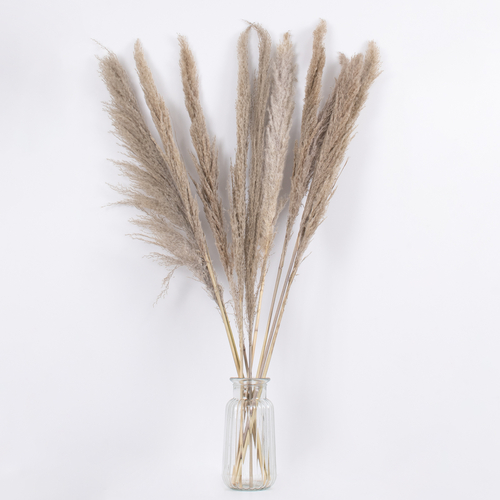 GloboStar® PAMPASGRASS 36512 Αποξηραμένο Φυτό Γρασίδι της Πάμπας - Μπουκέτο Διακοσμητικών Κλαδιών Καφέ - Γκρι Υ100cm - Σετ 10 τμχ