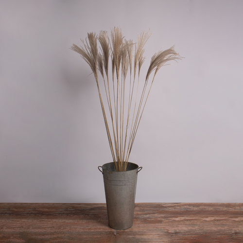 GloboStar® MISCANTHUS 36539 Αποξηραμένο Φυτό Μίσχανθος - Μπουκέτο Διακοσμητικών Κλαδιών Μπεζ Υ140cm - Σετ 10 τμχ