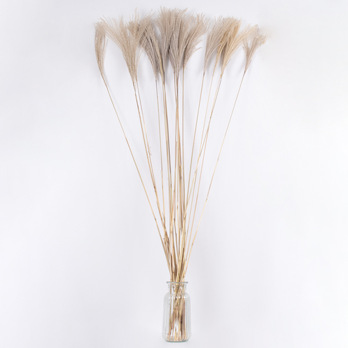 GloboStar® MISCANTHUS 36539 Αποξηραμένο Φυτό Μίσχανθος - Μπουκέτο Διακοσμητικών Κλαδιών Μπεζ Υ140cm - Σετ 10 τμχ