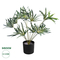 GloboStar® Artificial Garden BROADLEAF LADY PALM 20059 Τεχνητό Διακοσμητικό Φυτό Πλατύφυλλος Φοίνικας Μπαμπού Υ50cm