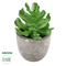 GloboStar® Artificial Garden SUCCULENT CRASSULA 21014 Διακοσμητικό Φυτό Παχύφυτο Κράσουλα Υ11.5cm
