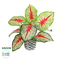 GloboStar® Artificial Garden CALADIUM 20891 Τεχνητό Διακοσμητικό Φυτό Τροπικό Φυτό Καλάδιο Φ40 x Υ33cm