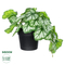 GloboStar® Artificial Garden WHITE BEGONIA PLANT 20947 Διακοσμητικό Φυτό Λευκή Βιγόνια Φ23 x Υ16cm