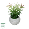GloboStar® Artificial Garden SUCCULENT CRASSULA POTTED PLANT 21038 Διακοσμητικό Φυτό Κρασούλα  Φ10 x Υ17cm