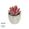 GloboStar® Artificial Garden SUCCULENT SEDEVERIA 21020 Τεχνητό Διακοσμητικό Φυτό Σεδεβέρια Μ6.5 x Π6.5 x Υ9cm